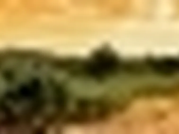 impianto vigneto2
