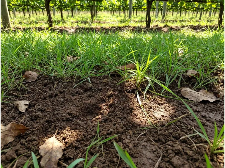 Gestire suolo e inerbimento per trattenere l'acqua nel terreno