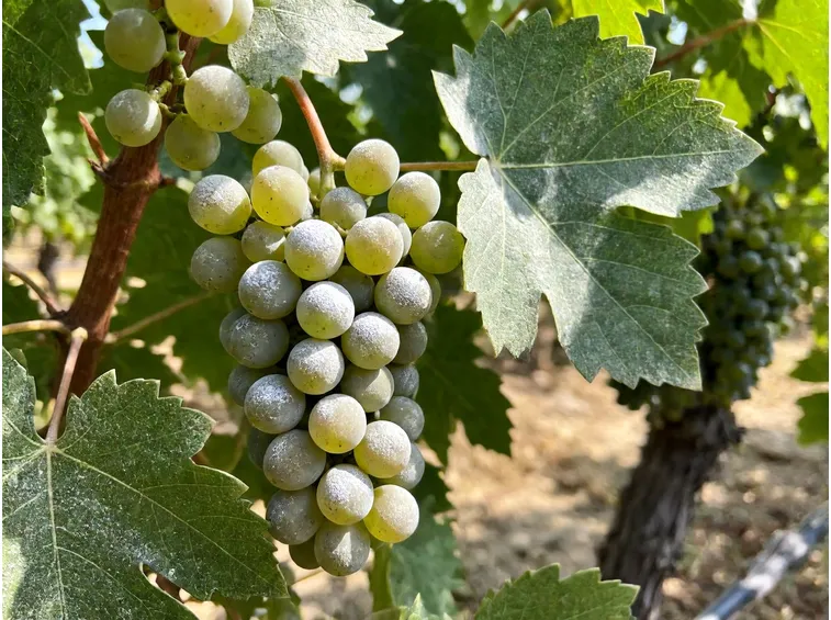 Chioma, caolino e ombreggiamento: schermare i grappoli dal sole