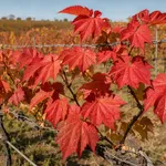 Perché in autunno le foglie della vite diventano rosse