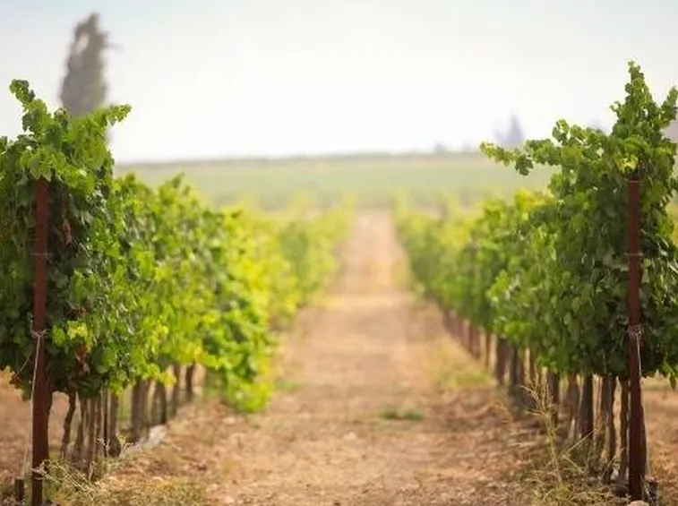 vigneti