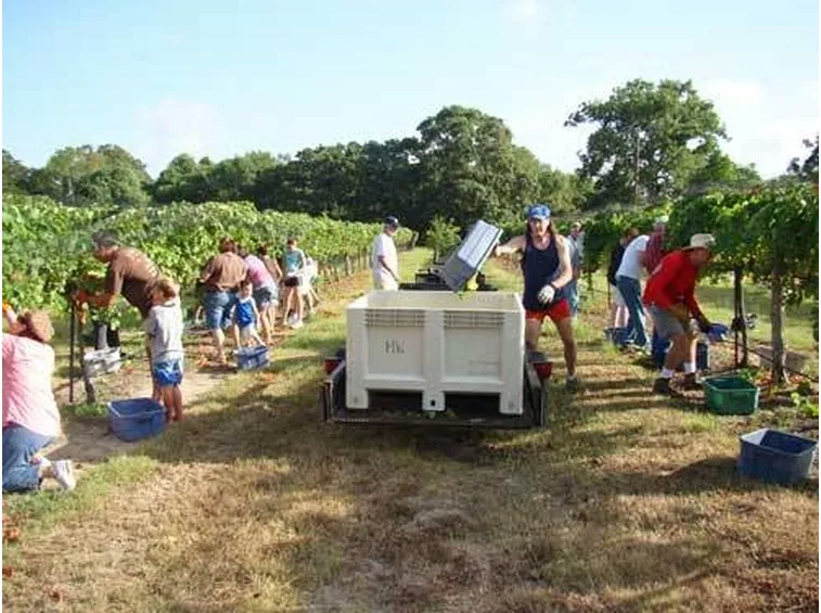 vendemmia