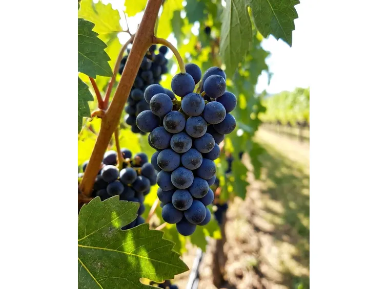 pinot meunier