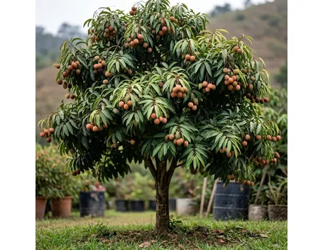 litchi