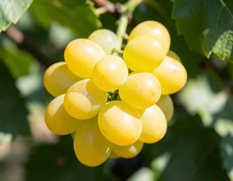 Uva Mazzarrone