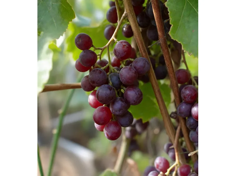 moscato rosso