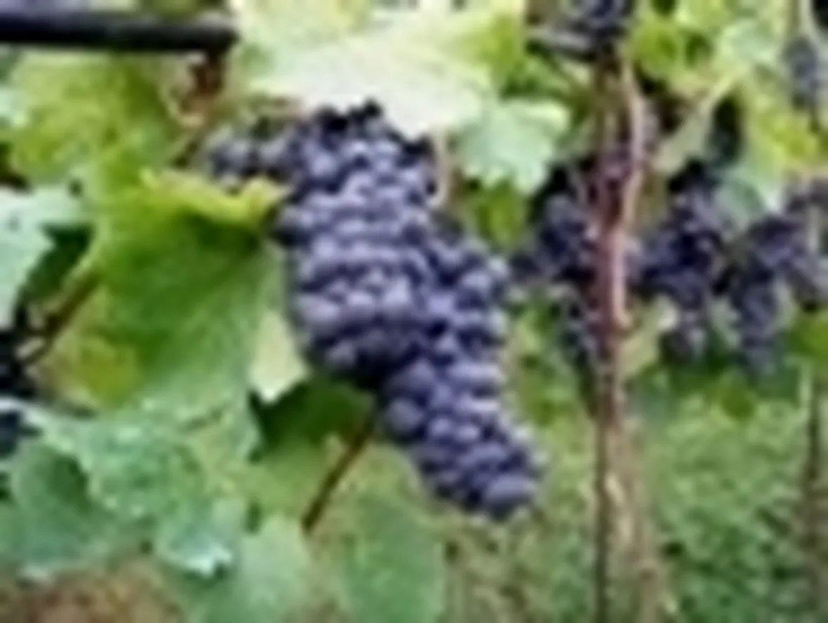 uva nera