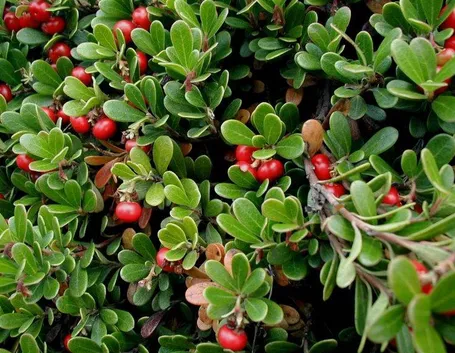 uva orsina