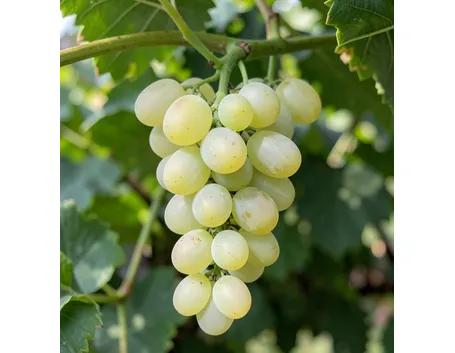 Uva Prosecco