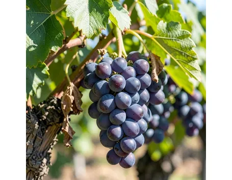 sangiovese