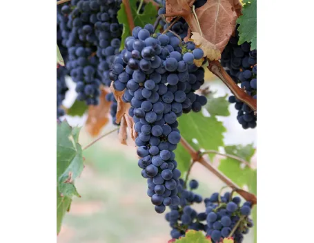 cabernet sauvignon