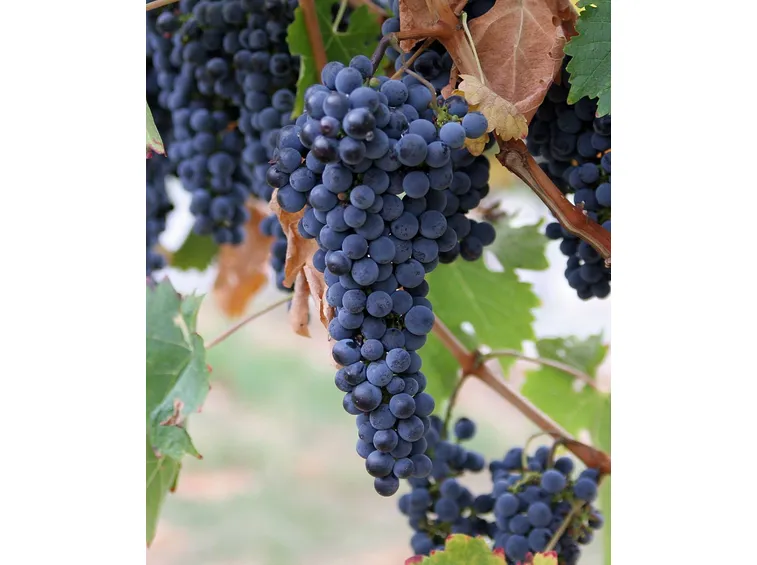 cabernet sauvignon