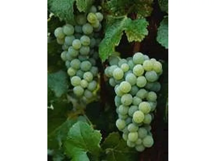 semillon