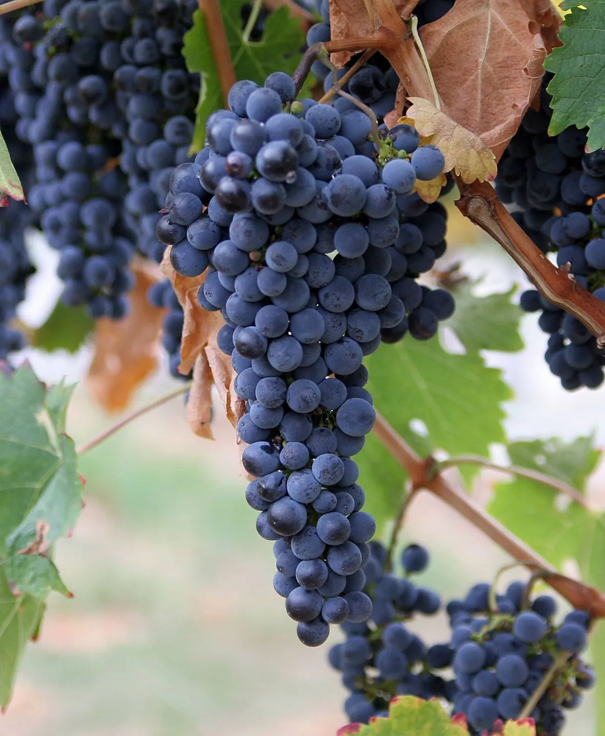 cabernet sauvignon