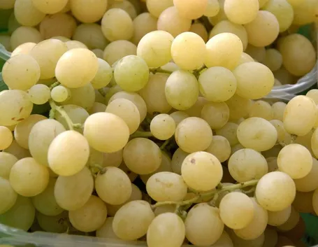 uva vittoria