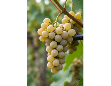 biancolella