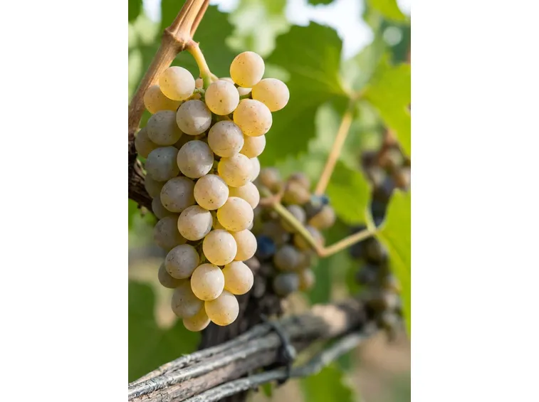 carricante