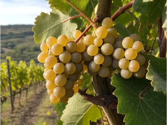 Chardonnay
