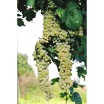 coda di volpe