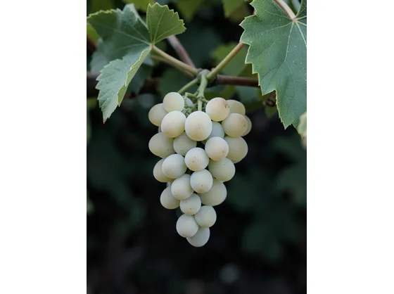 Fiano
