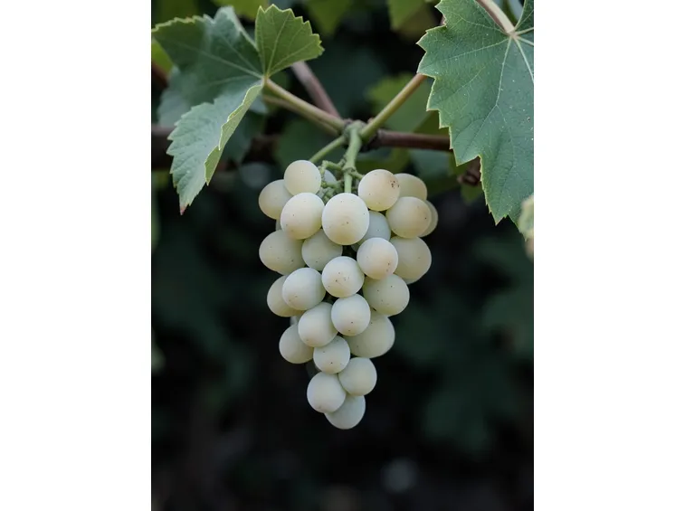 Fiano
