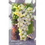 grillo
