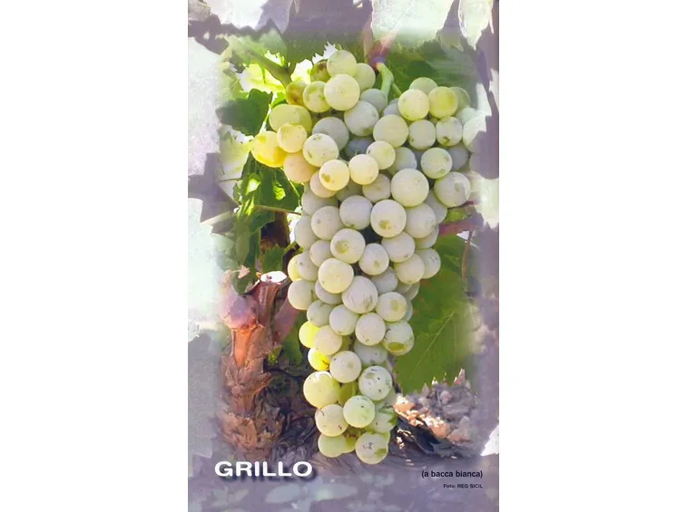 grillo