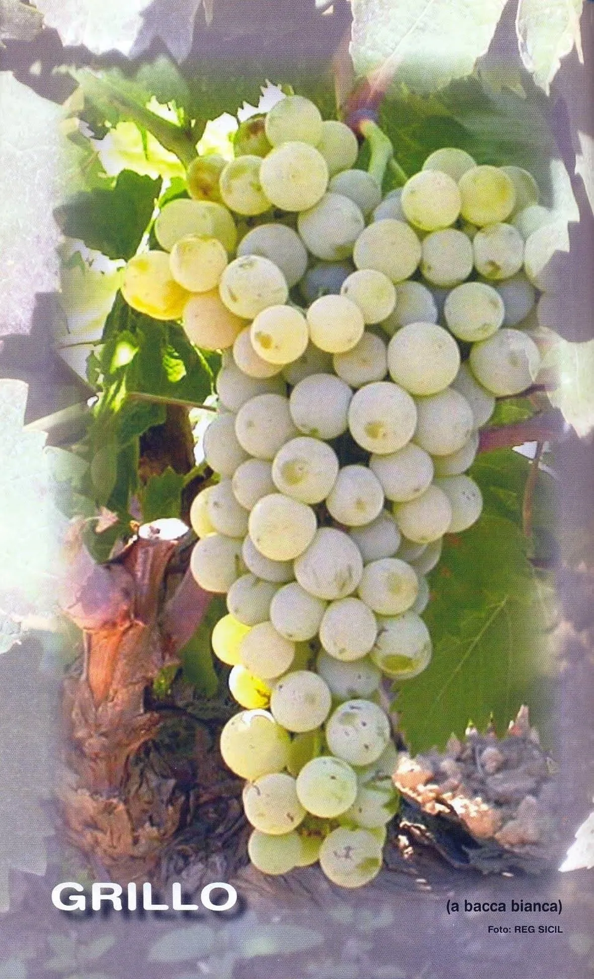 grillo