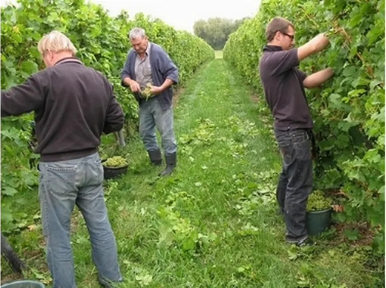 Vigneti di Thurgau