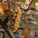 Un'uva antica dell'Albese salvata negli anni Novanta