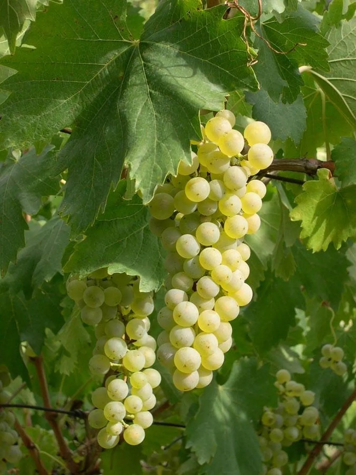 nosiola