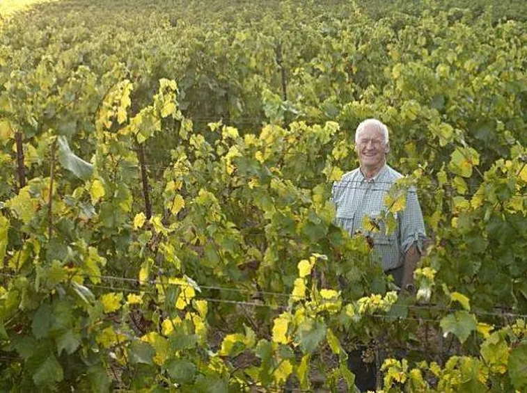 vigneti