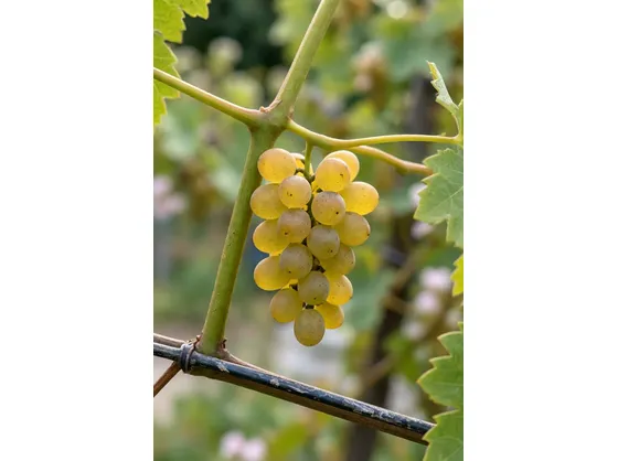 Riesling Italico