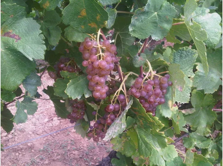 Roussanne