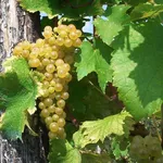Tocai Friulano