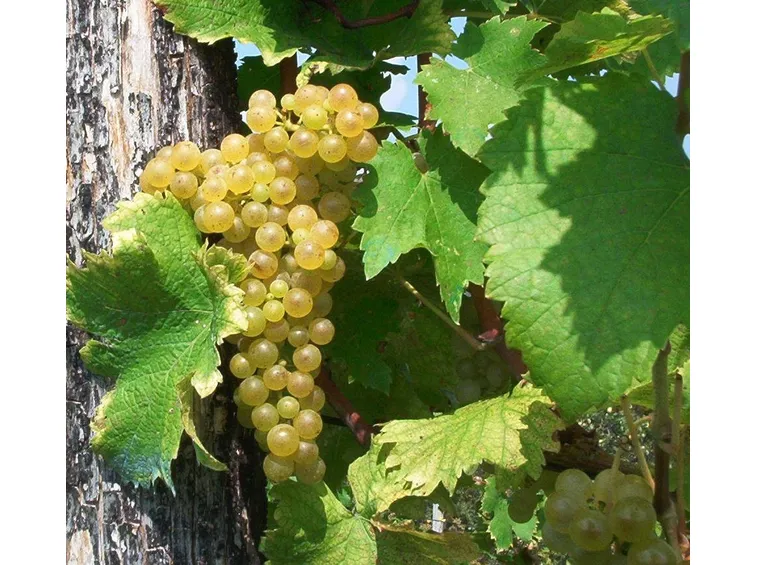 Tocai Friulano