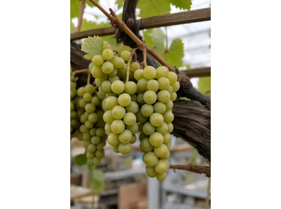 trebbiano di soave