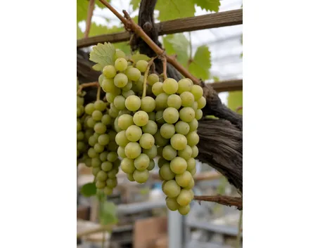 trebbiano di soave
