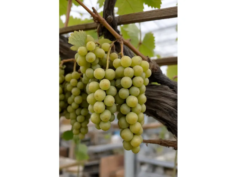 trebbiano di soave