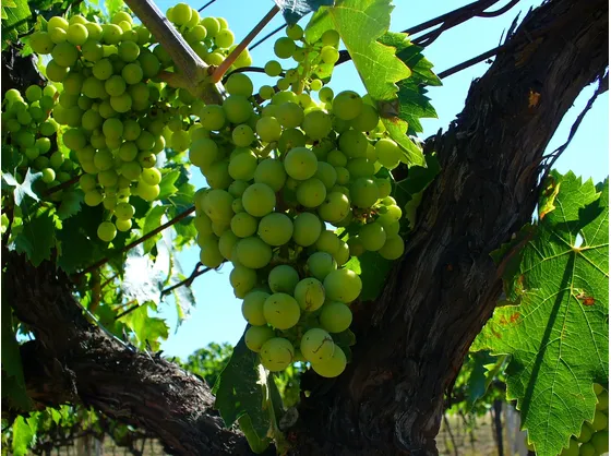 Trebbiano