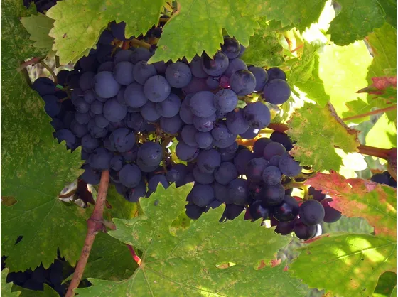 aglianico