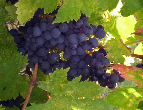 aglianico