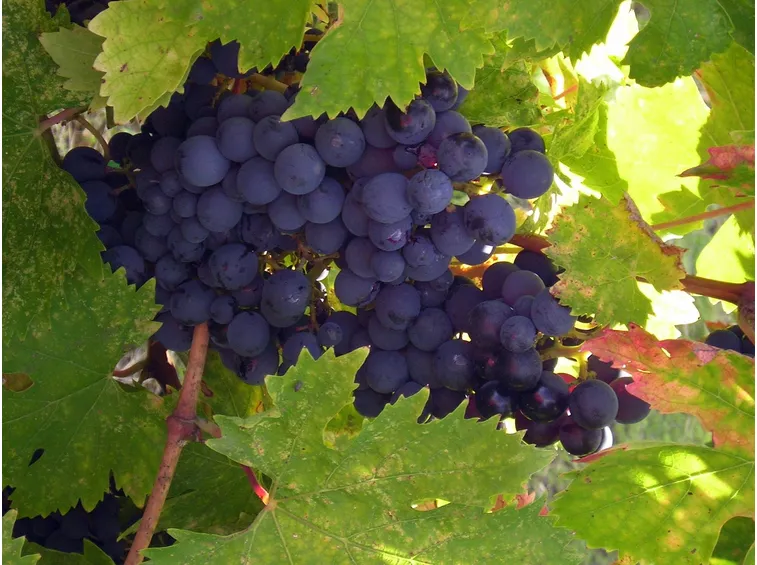 aglianico