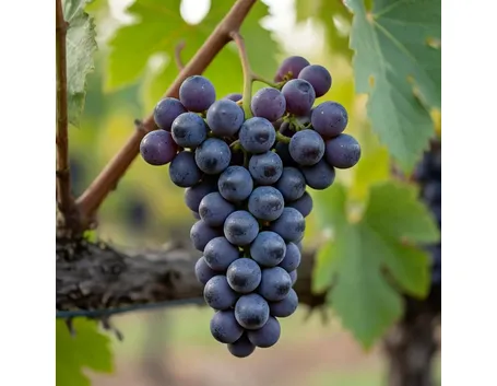 albarossa