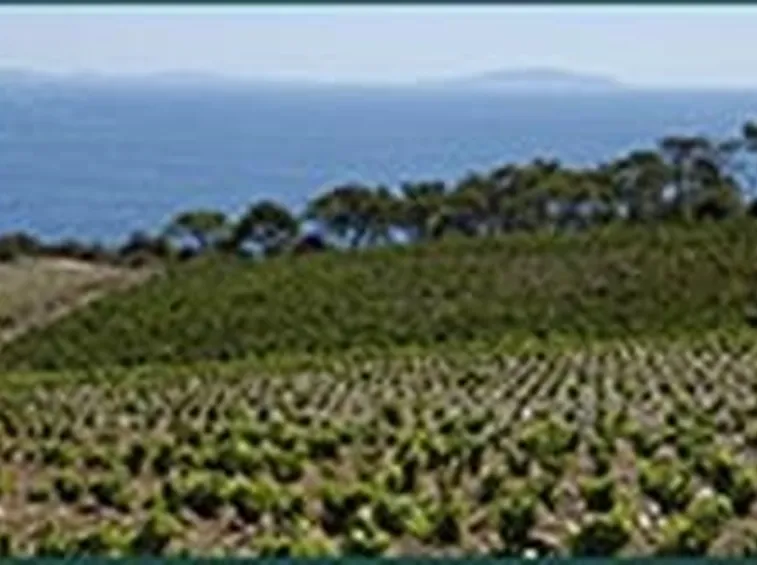 vigneti