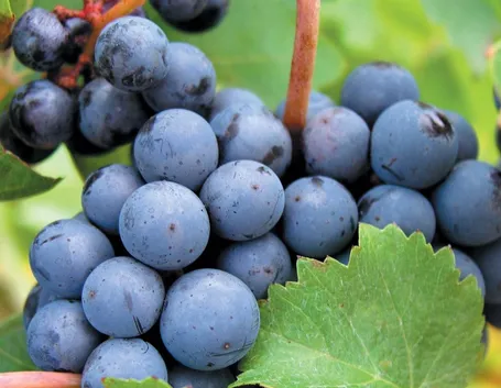 Cabernet Franc