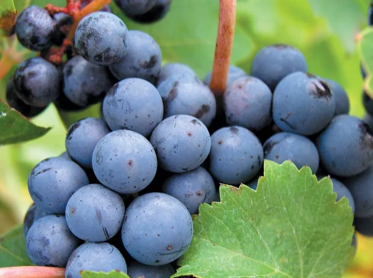 Cabernet Franc