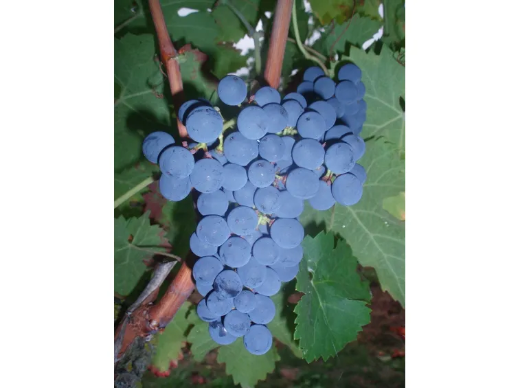Cabernet Franc