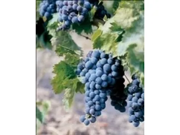Carignano
