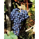Dolcetto